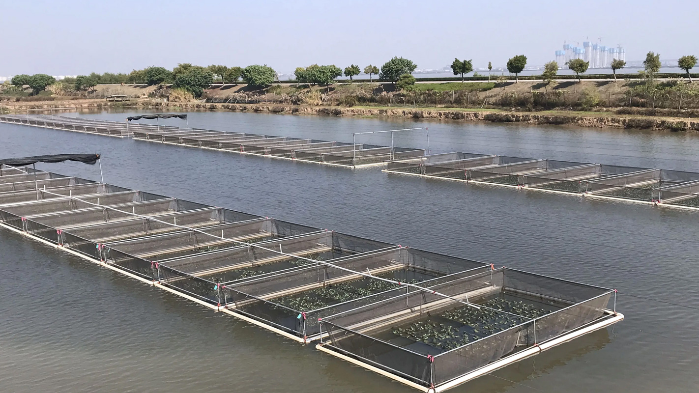 Utvikle karakteristisk havbruk og introdusere kanal steinbit til chongming